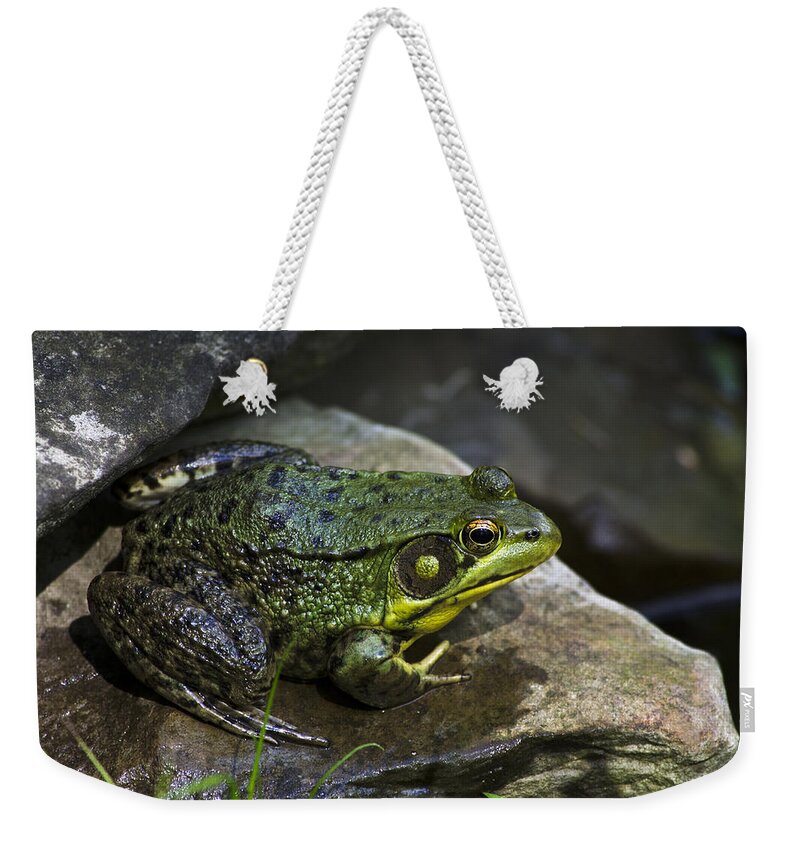Frog Weekender Tote Bag featuring the photograph Green Frog by Christina Rollo