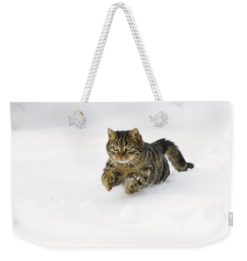 Feb0514 Weekender Tote Bag featuring the photograph House Cat Male Running In Snow Germany #1 by Konrad Wothe