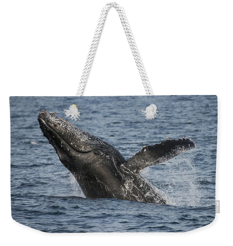 Feb0514 Weekender Tote Bag featuring the photograph Humpback Whale Breaching South Africa #1 by Pete Oxford