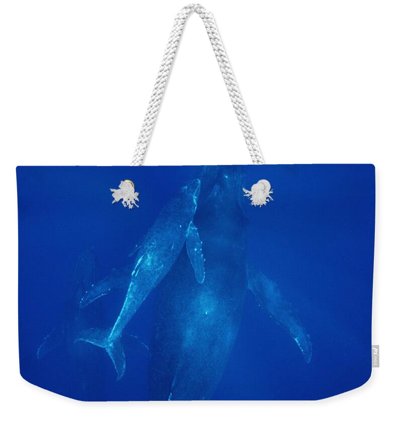 Feb0514 Weekender Tote Bag featuring the photograph Humpback Whale Cow Calf And Male Escort by Flip Nicklin