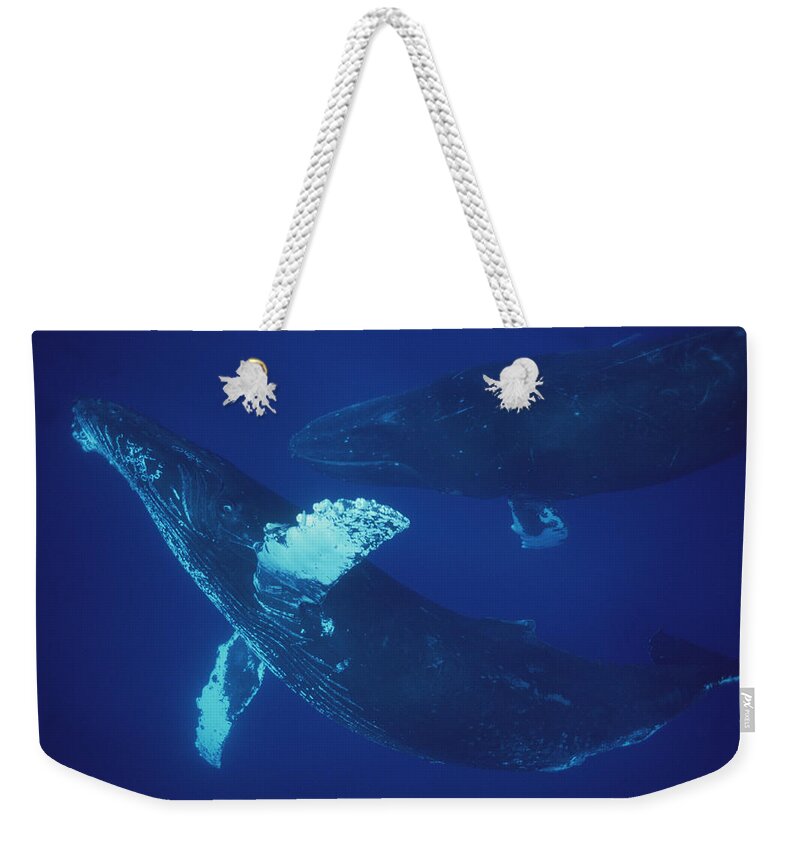 Feb0514 Weekender Tote Bag featuring the photograph Humpback Whale Singer And Joiner Maui #1 by Flip Nicklin