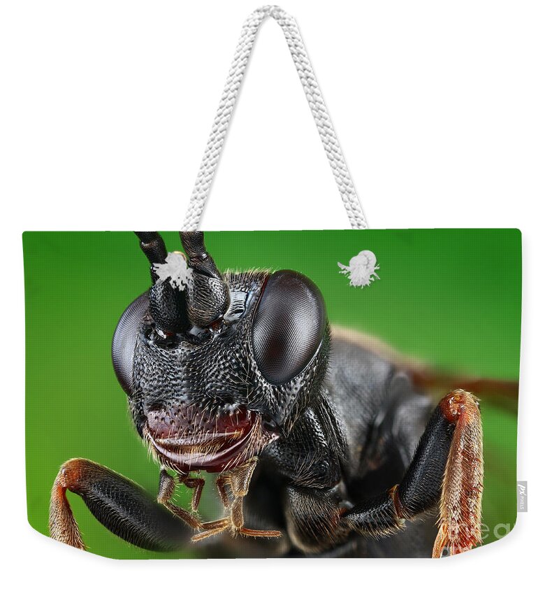 Ichneumon Wasp Weekender Tote Bag featuring the photograph Ichneumon Wasp #1 by Matthias Lenke