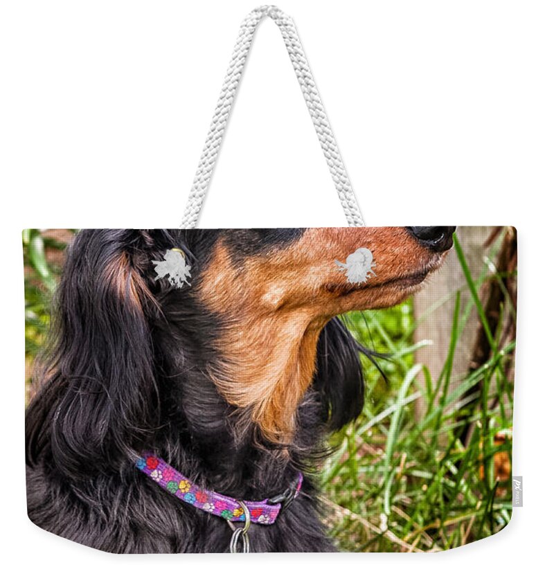 Mammals Weekender Tote Bag featuring the photograph Katie #1 by Jim Thompson
