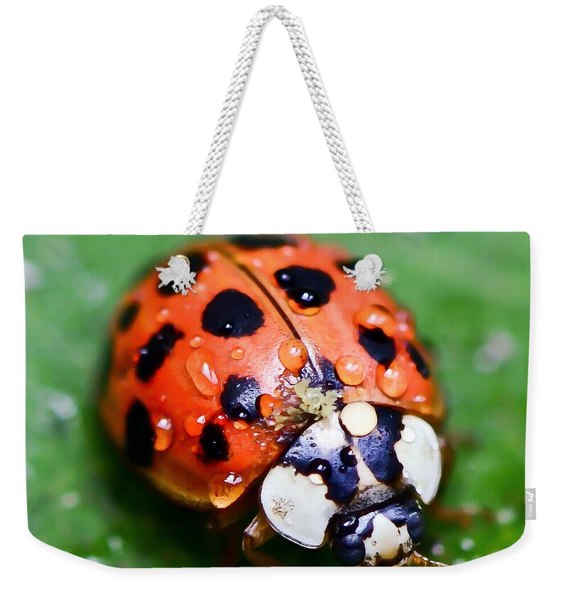 Ladybug Weekender Tote Bag featuring the photograph Ladybug #2 by Kerri Farley