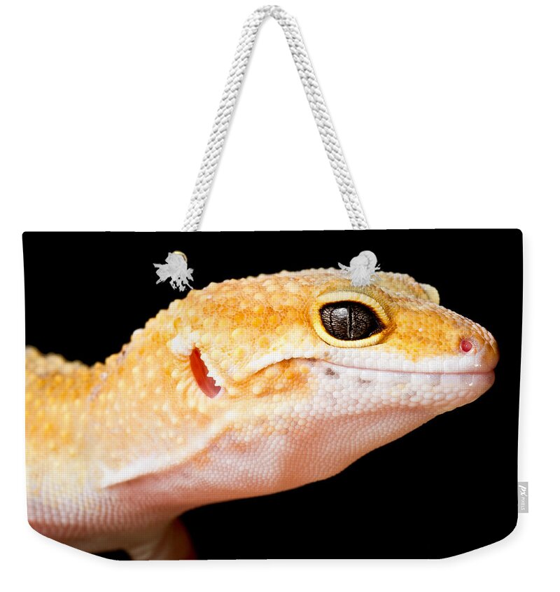Common Leopard Gecko Weekender Tote Bag featuring the photograph Leopard Gecko Eublepharis Macularius #1 by David Kenny