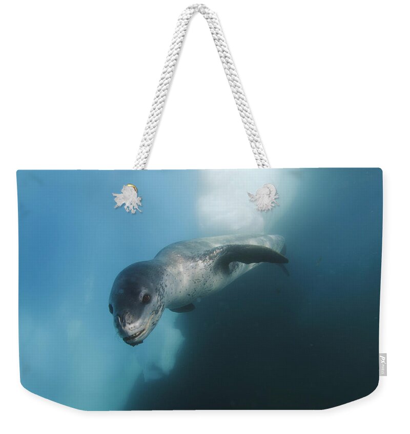 Feb0514 Weekender Tote Bag featuring the photograph Leopard Seal Antarctica #2 by Hiroya Minakuchi