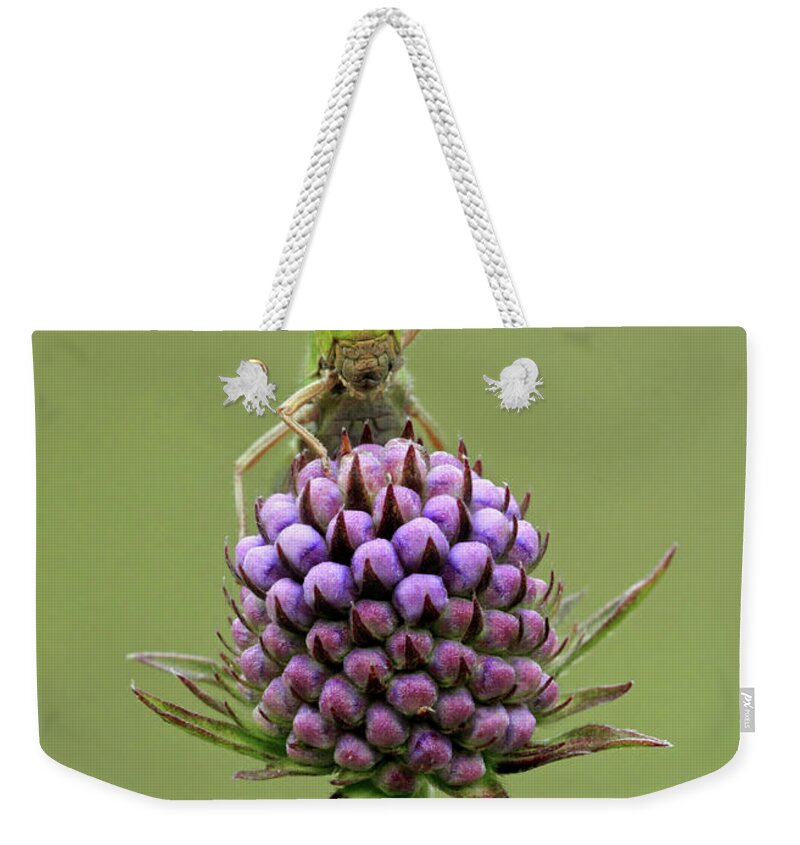 Flpa Weekender Tote Bag featuring the photograph Lesser Marsh Grasshopper by Matthew Cole