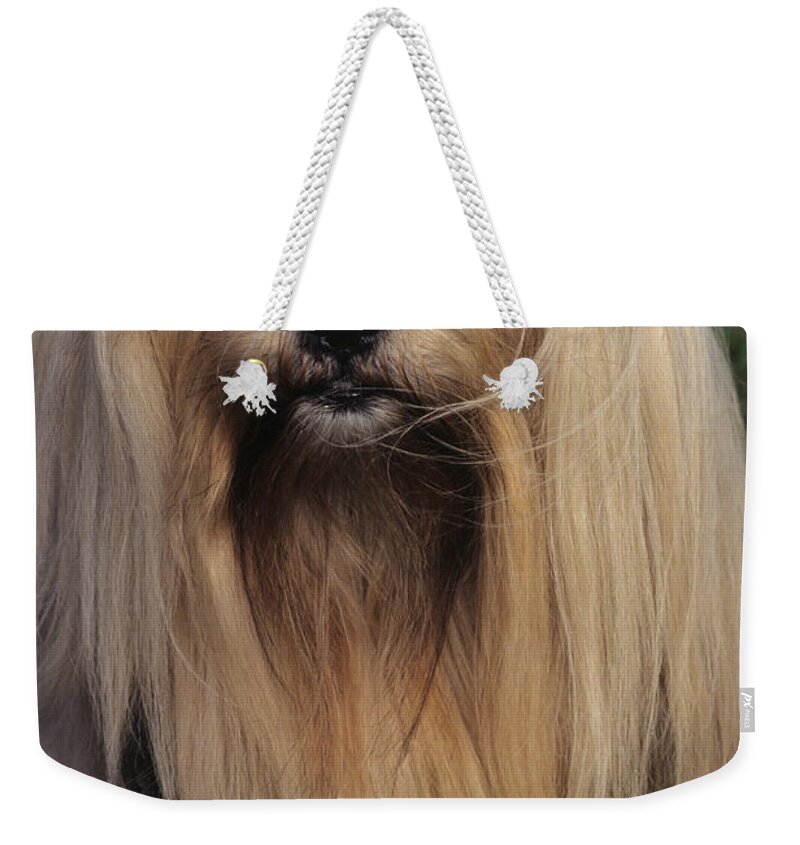 Animal Weekender Tote Bag featuring the photograph Lhasa Apso #1 by Jeanne White