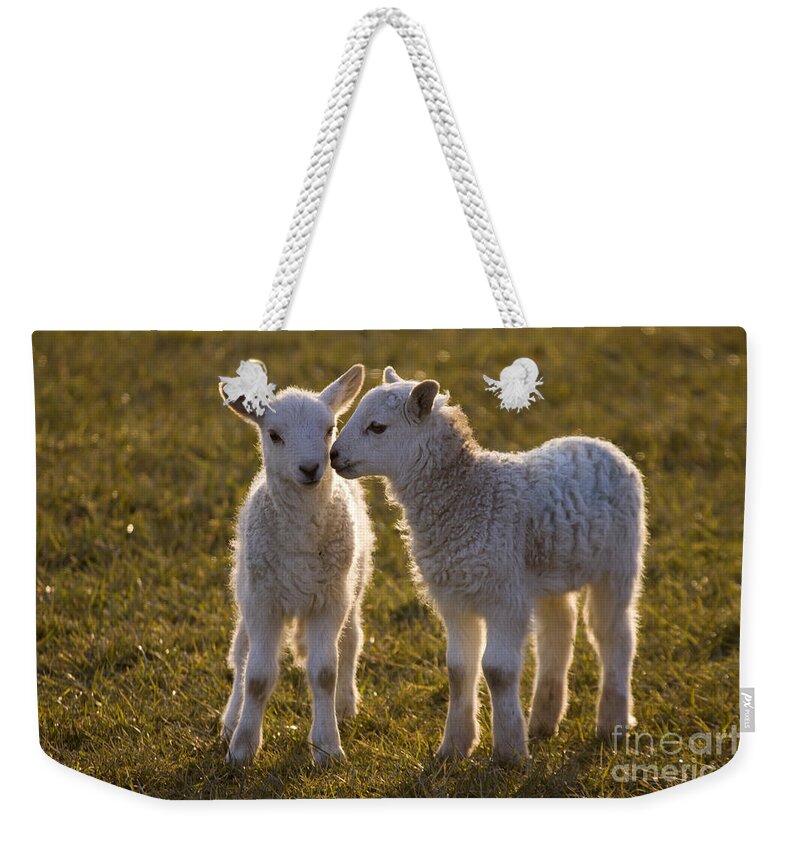 Sheep Weekender Tote Bag featuring the photograph Little Gossips #1 by Ang El
