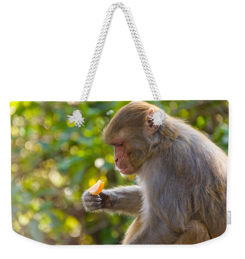 Macaque Weekender Tote Bag featuring the photograph Macaque eating an orange #1 by Dutourdumonde Photography