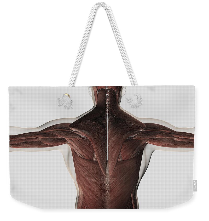 Square Image Weekender Tote Bag featuring the digital art Male Muscle Anatomy Of The Human Back #1 by Stocktrek Images