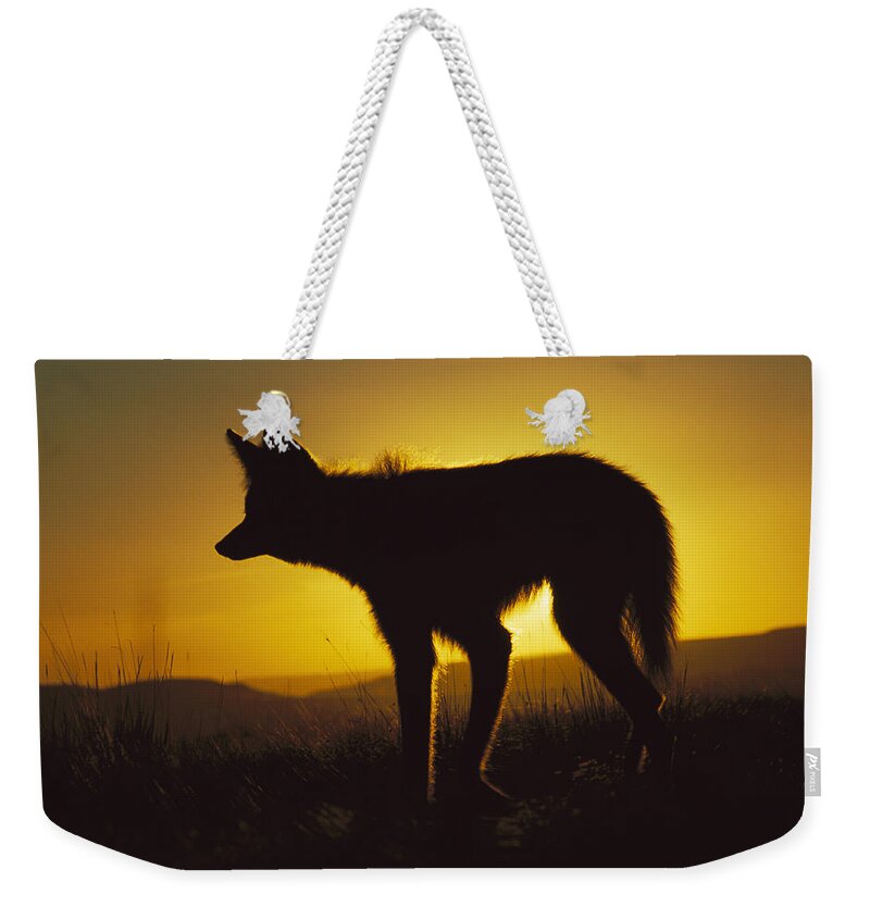 Feb0514 Weekender Tote Bag featuring the photograph Maned Wolf Hunting At Dusk Brazil #1 by Tui De Roy