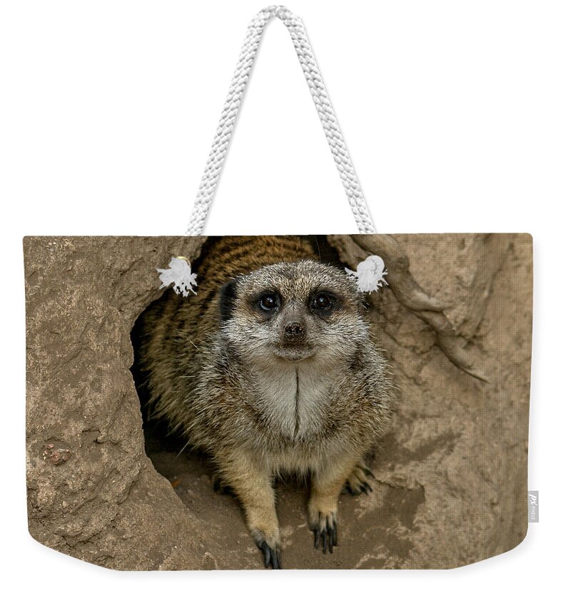 Meerkat Weekender Tote Bag featuring the photograph Meerkat #1 by Ernest Echols