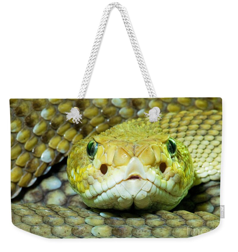 Animal Weekender Tote Bag featuring the photograph Mexican West Coast Rattlesnake #1 by Millard H. Sharp