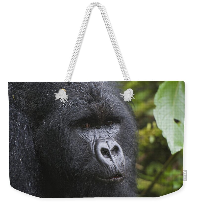 Feb0514 Weekender Tote Bag featuring the photograph Mountain Gorilla Silverback Rwanda by D. & E. Parer-Cook
