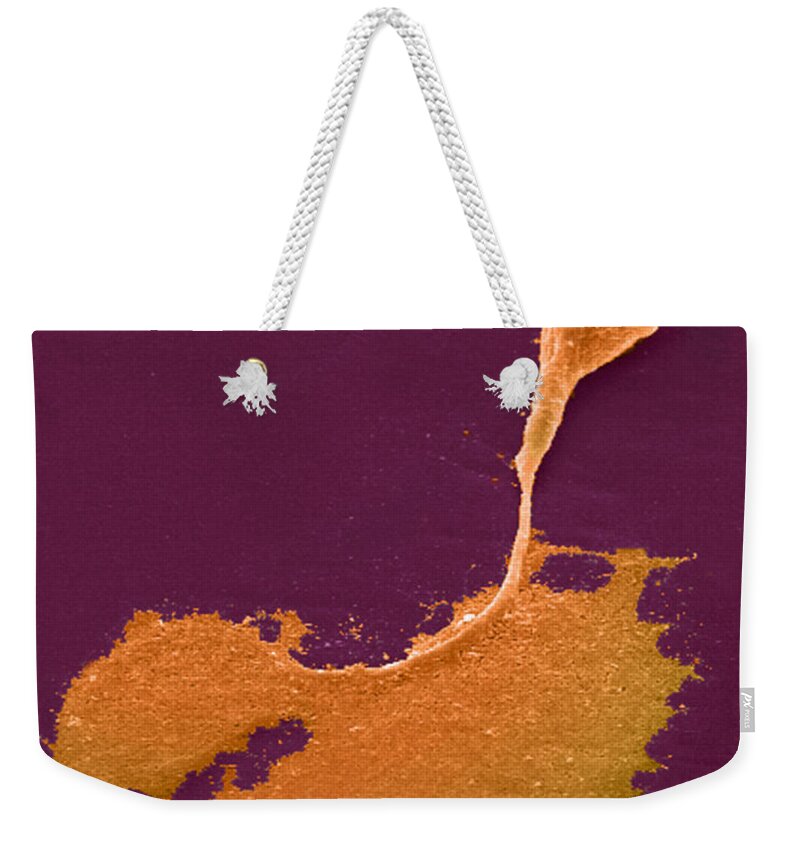 Science Weekender Tote Bag featuring the photograph Nerve Cell With Axon And Growth Cone #1 by Science Source