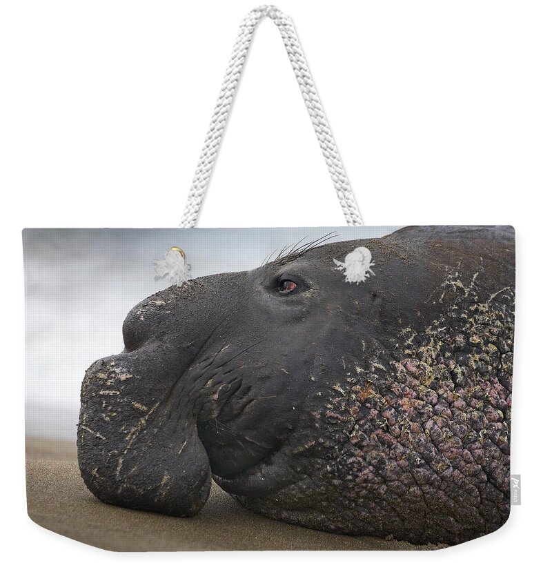 Feb0514 Weekender Tote Bag featuring the photograph Northern Elephant Seal Bull California #1 by Tim Fitzharris