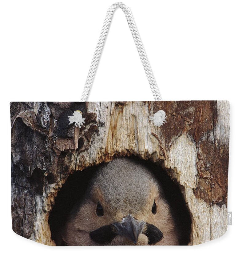 Feb0514 Weekender Tote Bag featuring the photograph Northern Flicker In Nest Cavity Alaska #1 by Michael Quinton