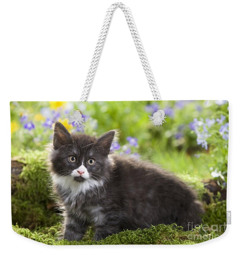 Cat Weekender Tote Bag featuring the photograph Norwegian Forest Kitten #1 by Jean-Michel Labat