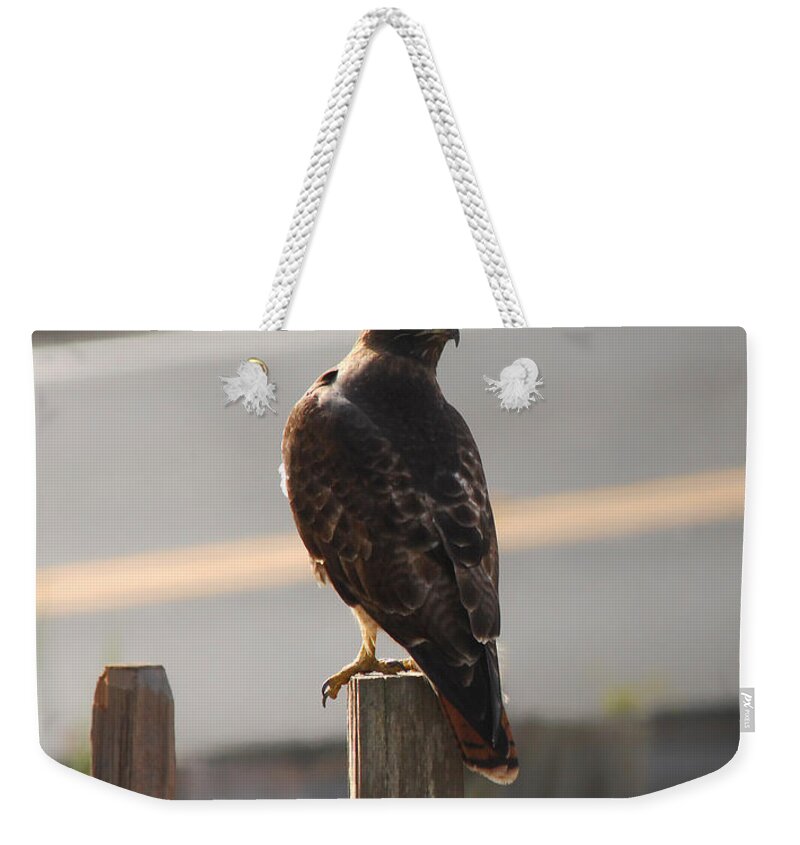 Hawk Weekender Tote Bag featuring the photograph On The Lookout #1 by Donna Blackhall