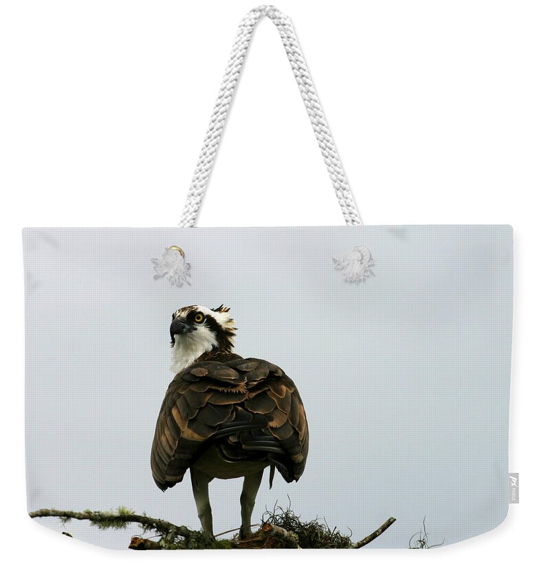 Osprey Weekender Tote Bag featuring the photograph Osprey #1 by Anthony Jones