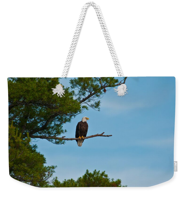 Bald Eagle Weekender Tote Bag featuring the photograph Out on a Limb #1 by Brenda Jacobs