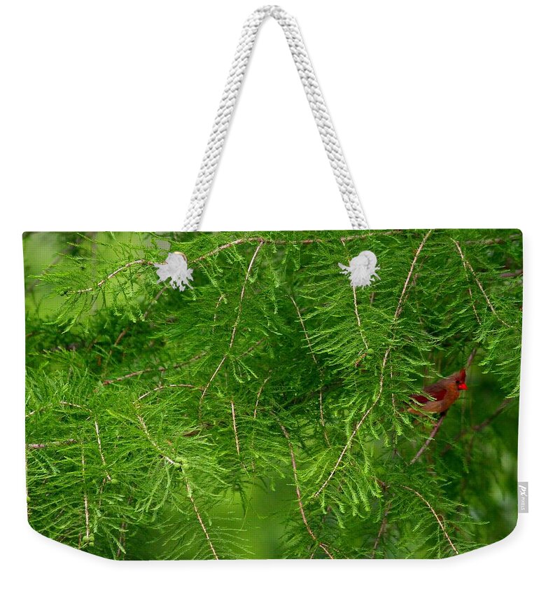 Cardinal Weekender Tote Bag featuring the photograph Peek a Boo #1 by Elizabeth Winter