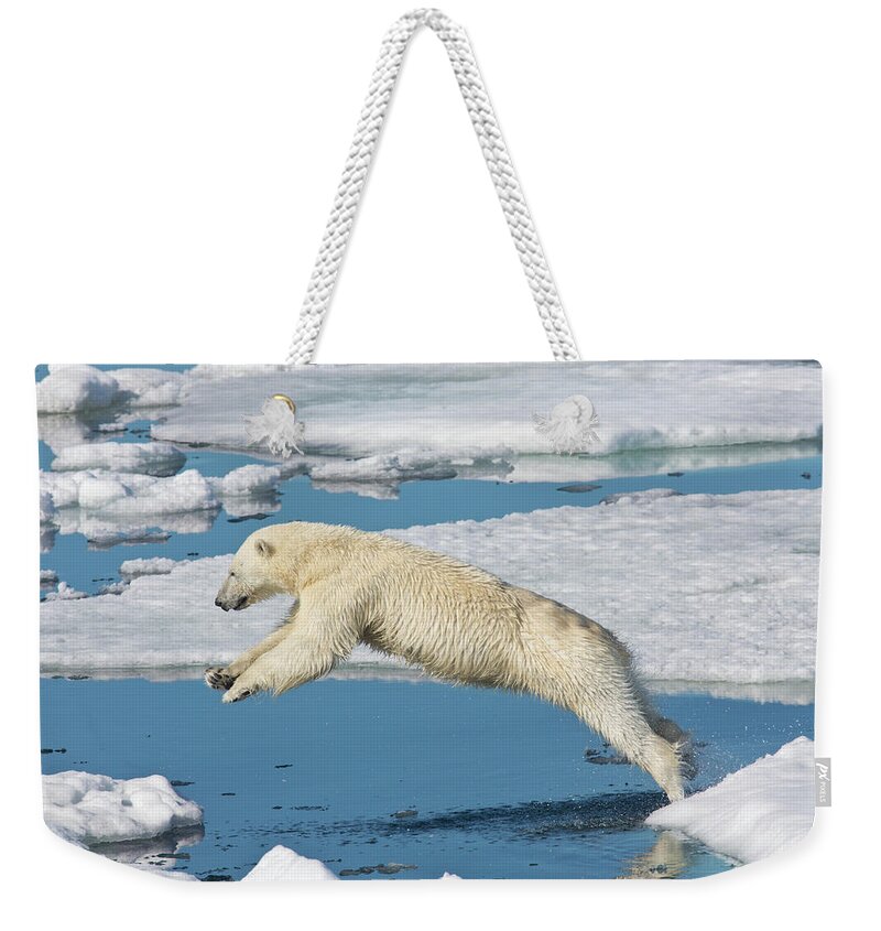 Svalbard Islands Weekender Tote Bag featuring the photograph Polar Bear On Ice Pack High Arctic #1 by Darrell Gulin