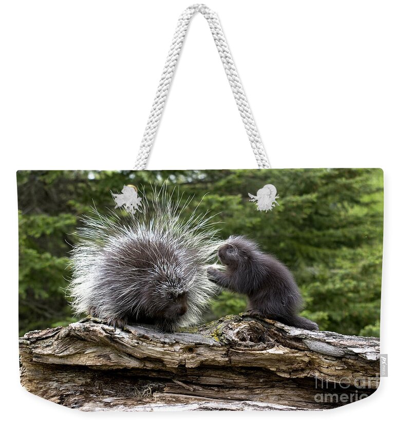 Porcupine Weekender Tote Bag featuring the photograph Porcupines #1 by Linda Freshwaters Arndt