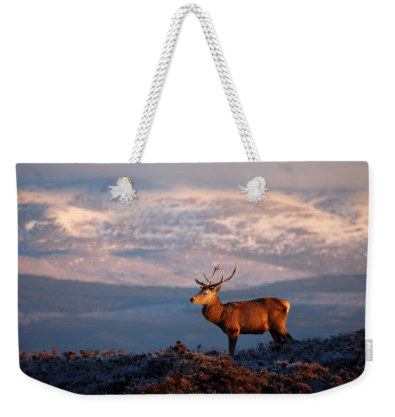 Red Deer Stag Weekender Tote Bag featuring the photograph Red deer stag #1 by Gavin Macrae