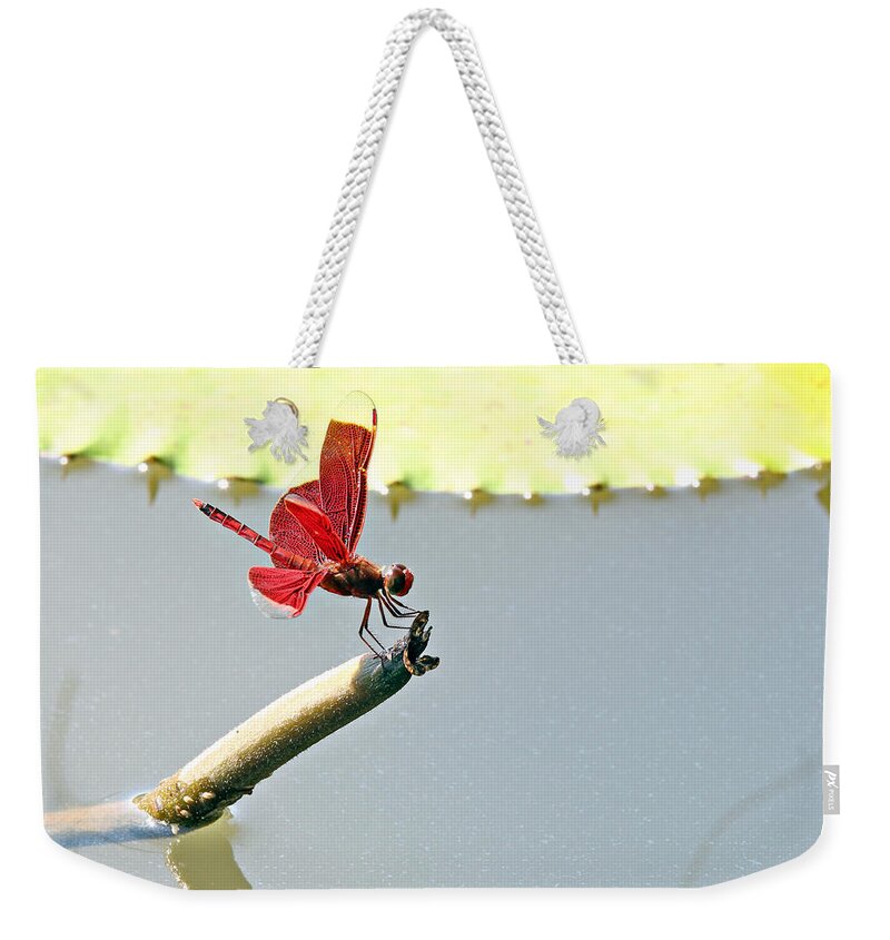 Dragonfly Weekender Tote Bag featuring the photograph Red Dragonfly #1 by Paul Fell