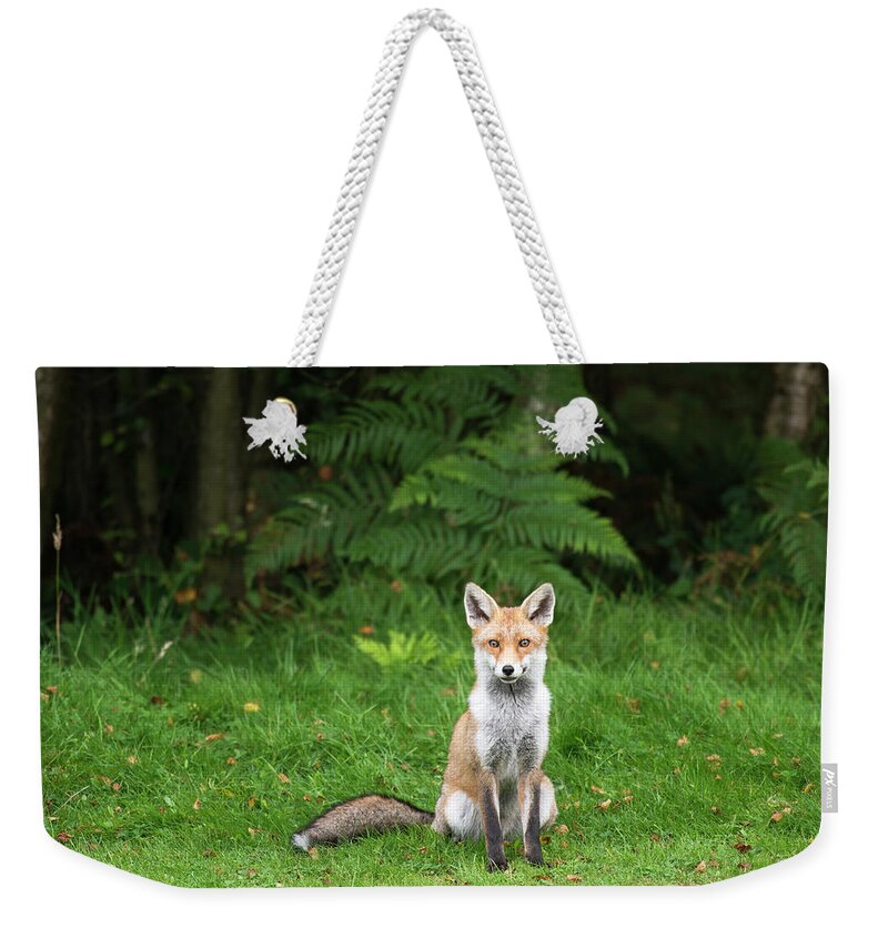 Conspiracy Weekender Tote Bag featuring the photograph Red Fox At Edge Of Forest #1 by James Warwick