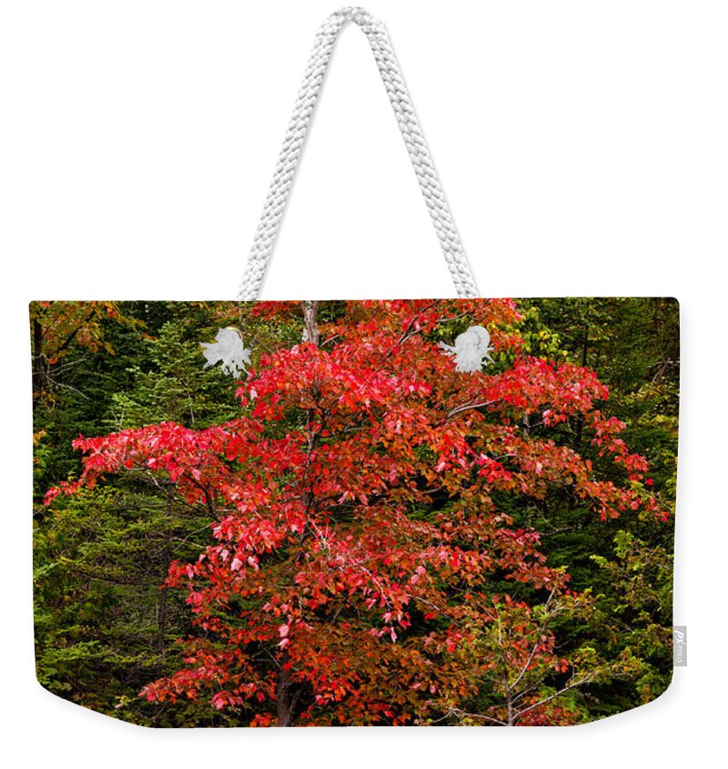 Red Weekender Tote Bag featuring the photograph Red maple tree #1 by Les Palenik