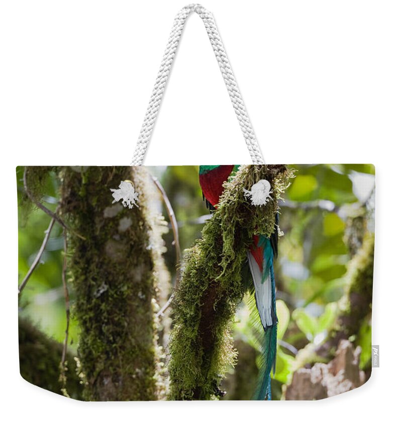 Feb0514 Weekender Tote Bag featuring the photograph Resplendent Quetzal Male Costa Rica by Konrad Wothe