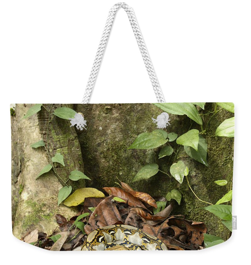 Reticulated Python Weekender Tote Bag featuring the photograph Reticulated Python #1 by Chris Mattison/FLPA