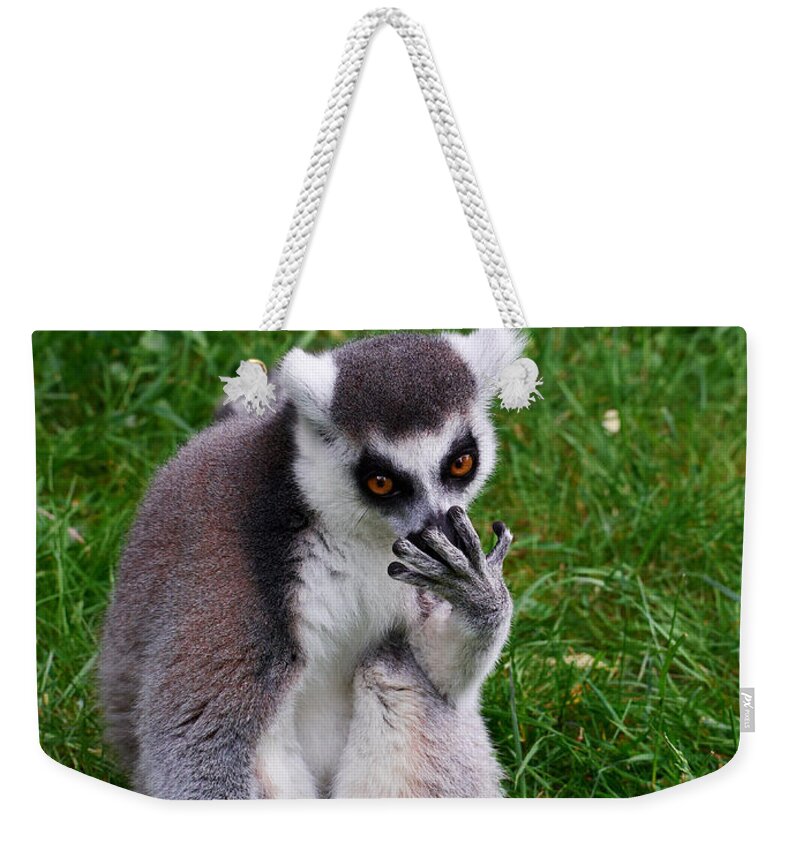 Alankomaat Weekender Tote Bag featuring the photograph Ring-tailed lemur #1 by Jouko Lehto