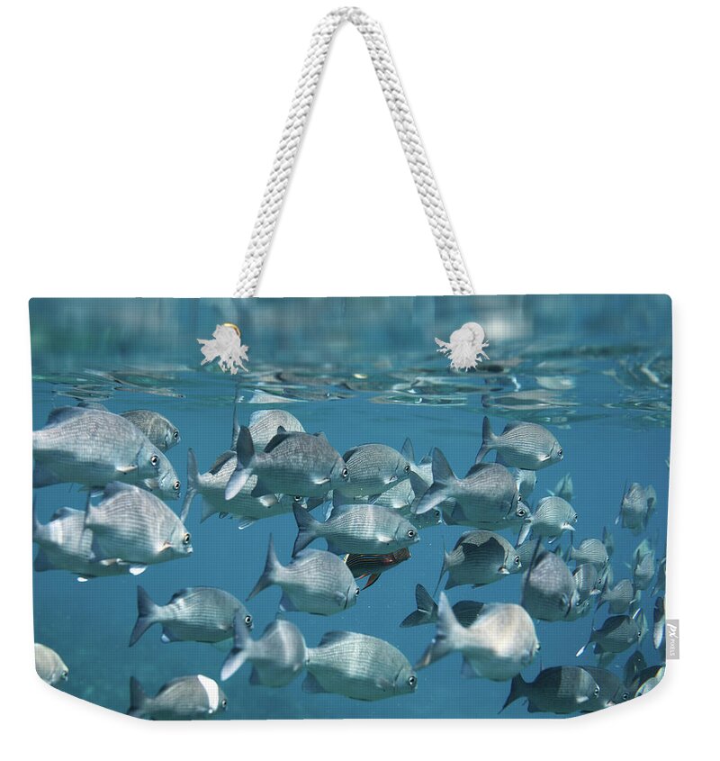 Underwater Weekender Tote Bag featuring the photograph School Of Fish #1 by Danilovi