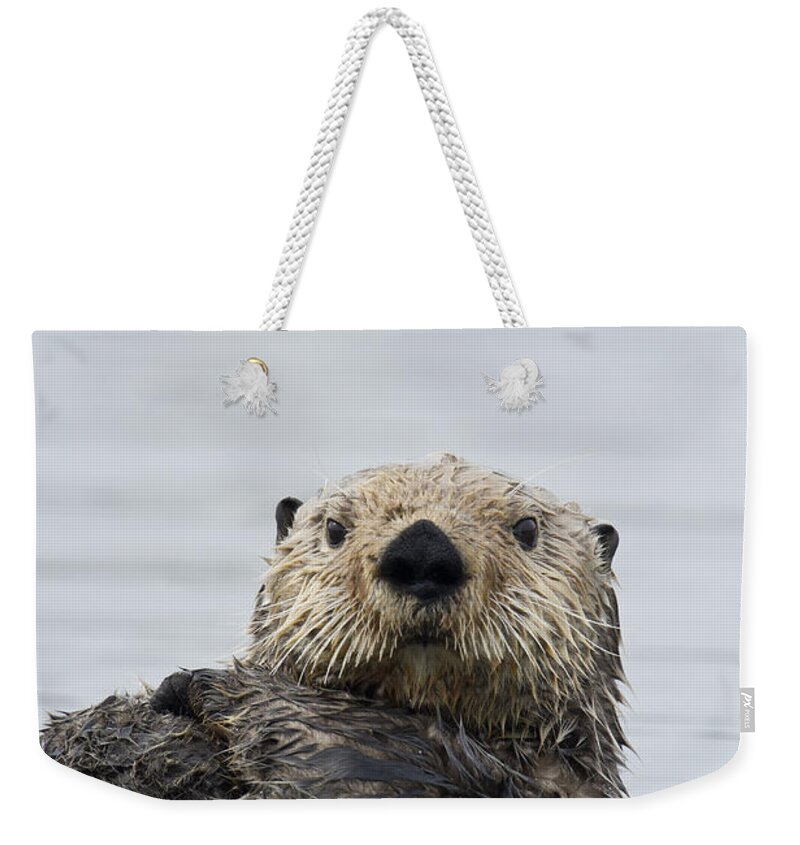 Michael Quinton Weekender Tote Bag featuring the photograph Sea Otter Alaska #1 by Michael Quinton