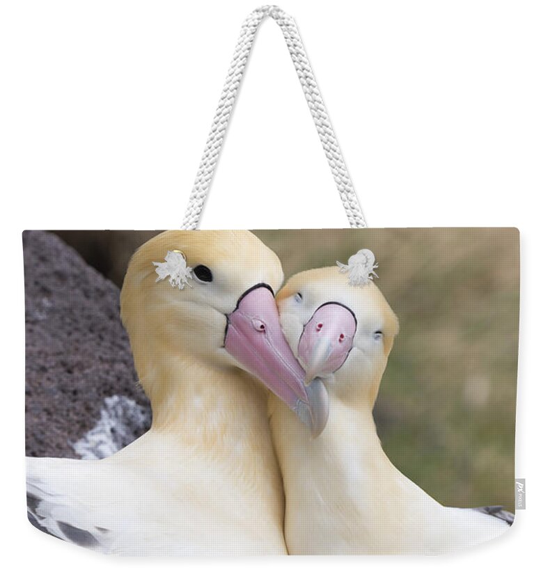 536860 Weekender Tote Bag featuring the photograph Short-tailed Albatross Torishima Isl #1 by Tui De Roy