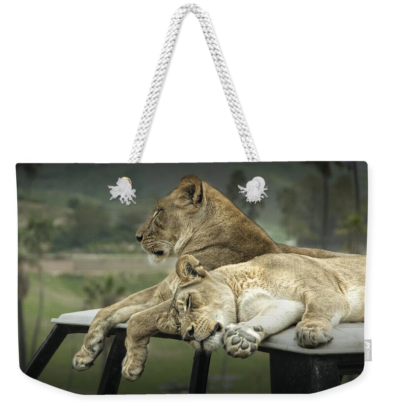 Lion Weekender Tote Bag featuring the photograph Sleeping Lions #1 by Randall Nyhof