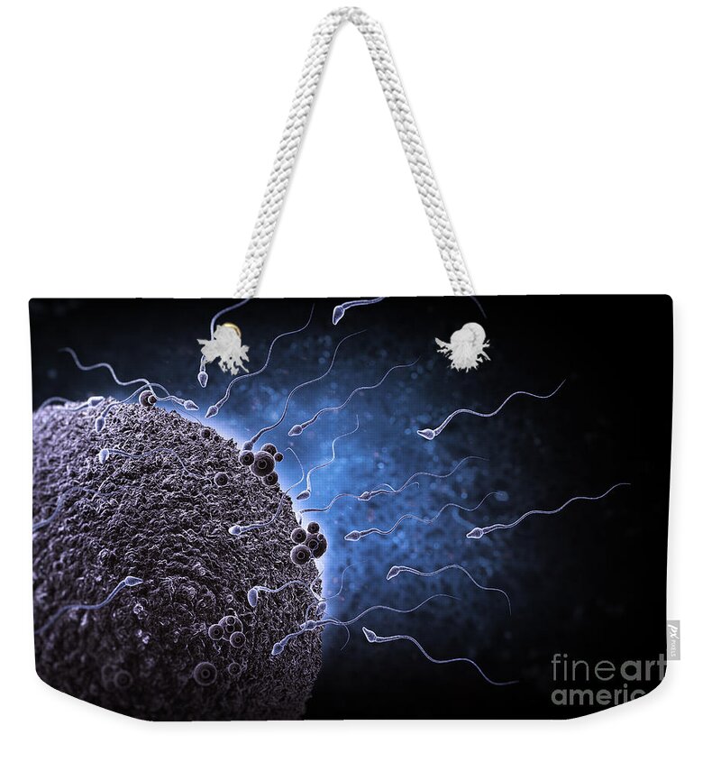 Fertility Weekender Tote Bag featuring the photograph Sperm And Ovum #1 by Science Picture Co