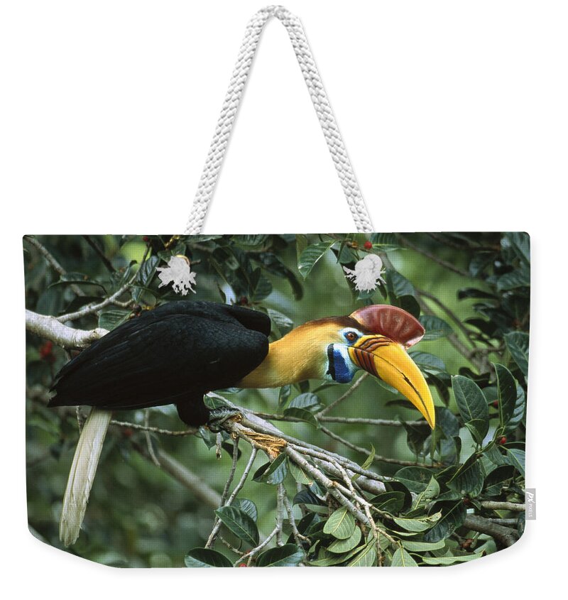 Feb0514 Weekender Tote Bag featuring the photograph Sulawesi Red-knobbed Hornbill Male #1 by Mark Jones