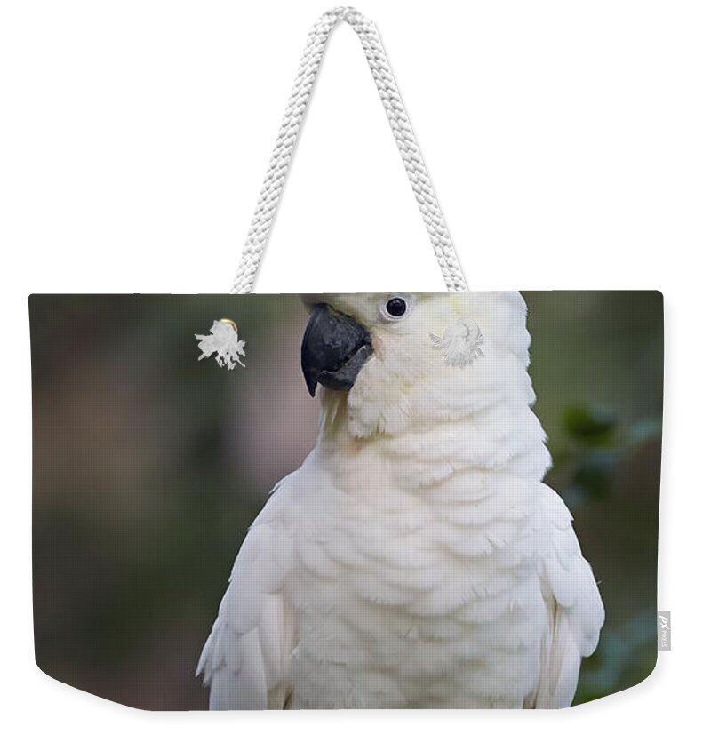Martin Willis Weekender Tote Bag featuring the photograph Sulphur-crested Cockatoo Displaying #1 by Martin Willis