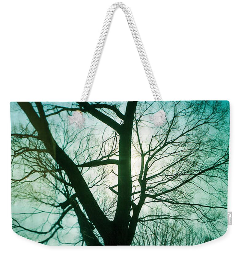 Photography Weekender Tote Bag featuring the photograph Sunlight Shining Through A Bare Tree #1 by Panoramic Images