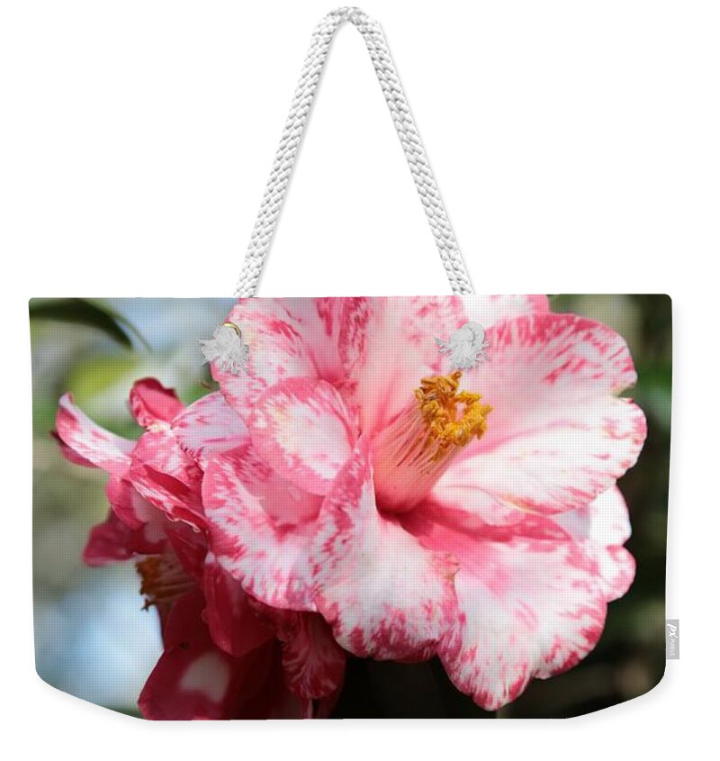 Camellia Weekender Tote Bag featuring the photograph Sweet Camellia #1 by Carol Groenen