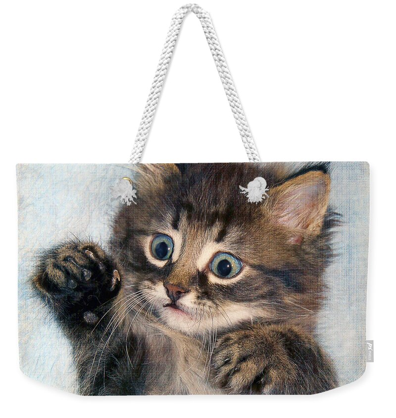 Animal Weekender Tote Bag featuring the photograph Sweet kitten #1 by Teresa Zieba