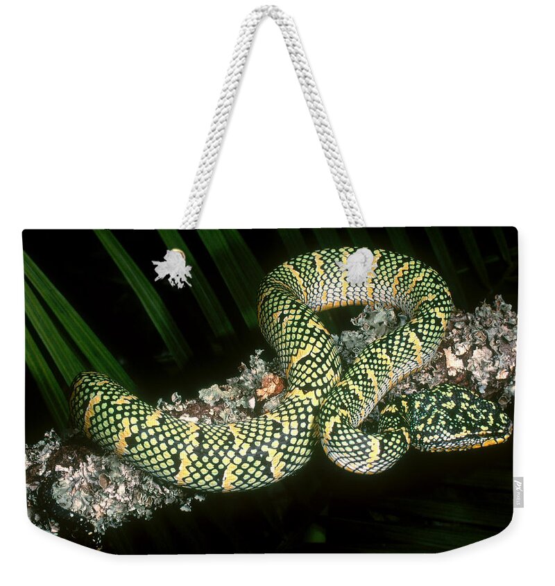 Animal Weekender Tote Bag featuring the photograph Temple Viper #1 by Steve Cooper