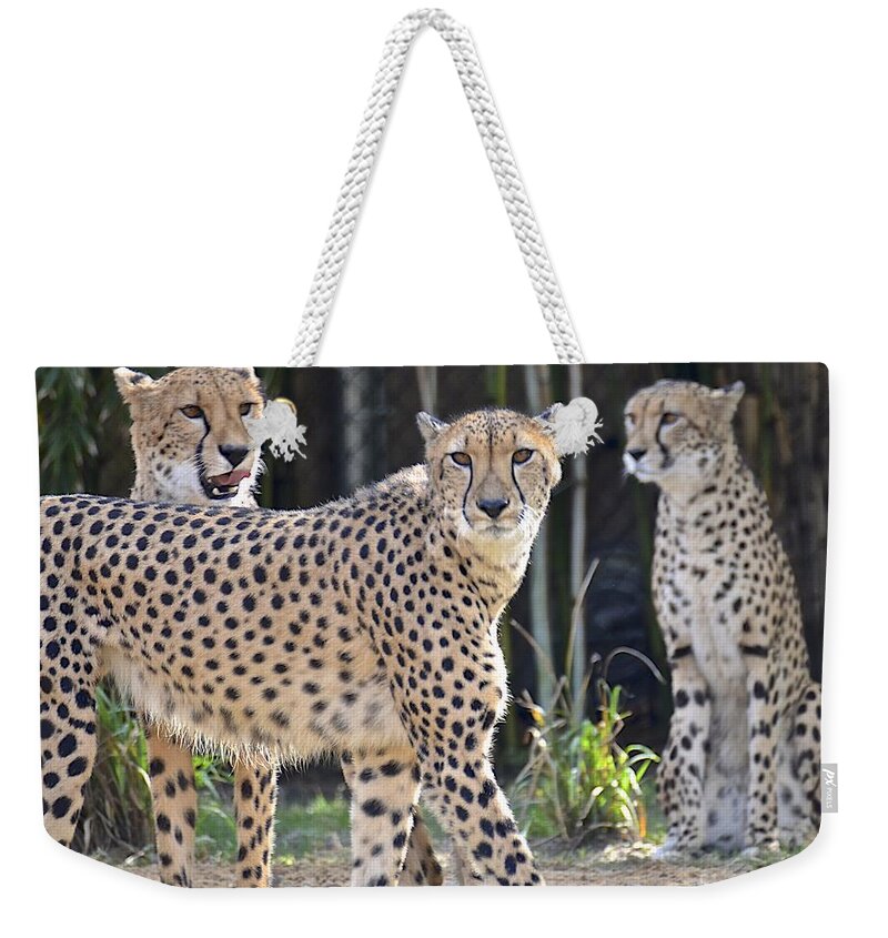 Animal Weekender Tote Bag featuring the photograph Three of A Kind by Carol Bradley