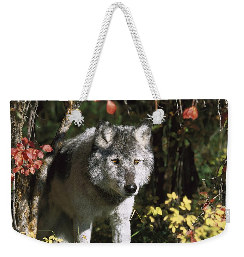 Feb0514 Weekender Tote Bag featuring the photograph Timber Wolf Teton Valley Idaho #1 by Tom Vezo
