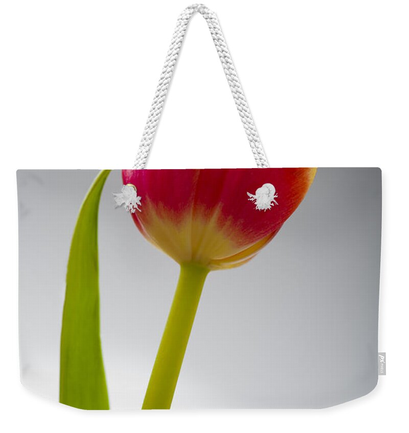 Tulip Weekender Tote Bag featuring the photograph Tulip #1 by Sebastian Musial